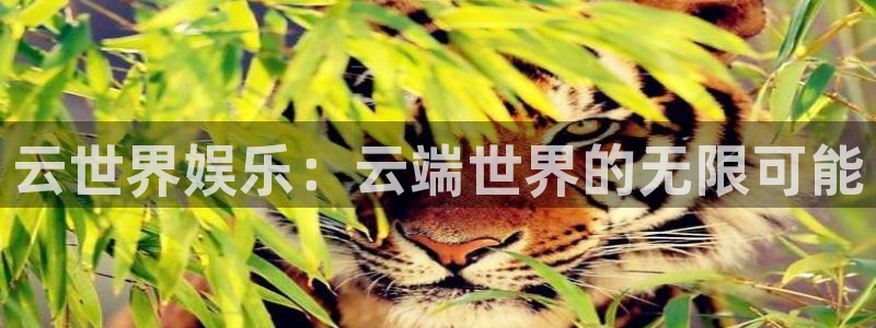 壹号玩家app下载：云世界娱乐：云端世界的无限可能